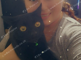 2 male cats to good home