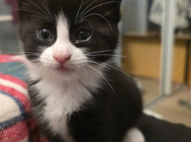 Beautiful Tuxedo Kitten Looking for Her Forever Home