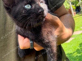 three kittens for sale
