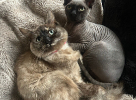 Beautiful 2 year old ragdoll female
