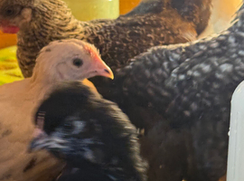 Hybrid chicks