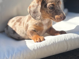Miniature dachshund Isabella 2 boys