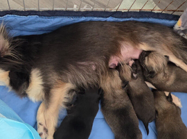 Longhaired Chihuahua Pups