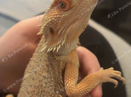 Red bearded dragon