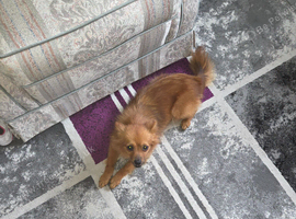 Female German Spitz