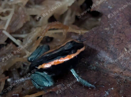Phyllobates vittatus dart frogs with enclosure