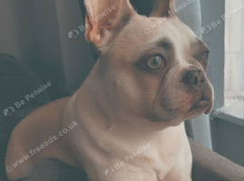 Female French bulldog