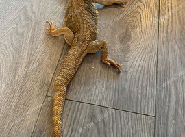 Bearded dragon