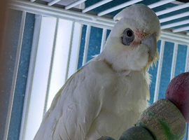 Cockatoo Glasgow