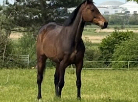 16.2 TB gelding