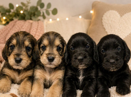 Beautiful Schnockers - Ready Soon!