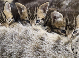 Kittens for good Home