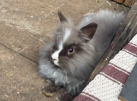 2 x Teddydwerg x Jersey Wooly bunnies Does Bonded