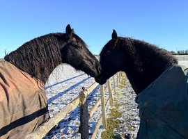 Horses available for share/ride