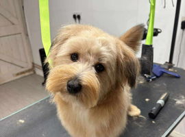 Beautiful Yorkiepoo x Pomeranian