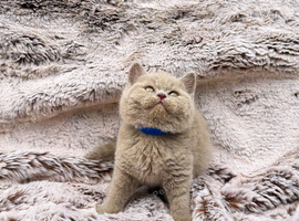 2 lilac British shorthair kittens available to reserve