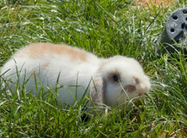 Mini lop bunny