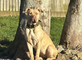 Beautiful 10month old girl