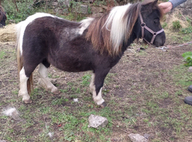 Shetland mare