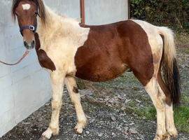 Yearling colt make 14hh plus