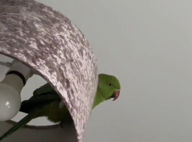 Selling my untamed ringneck