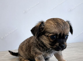 welfare:  Beautiful Chihuahua Puppies &ndash; 3 Available