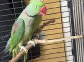 Alexandrine parrot Glasgow