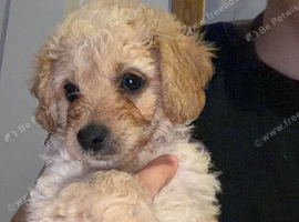 Ready to leave cavapoo