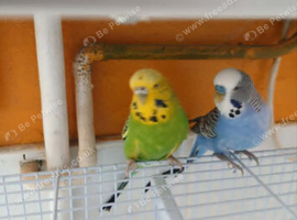 Budgies for sale