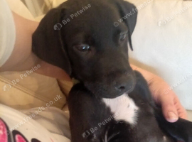 Beautiful 8 week old frenchie cross Springer spaniel pup