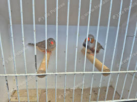Zebra finch pair