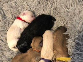 F1 Adorable Maltipoo puppies