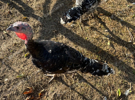 Turkey for sale