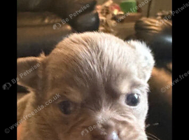 Puppy's for sale