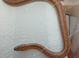 2026 coastal rosy boas