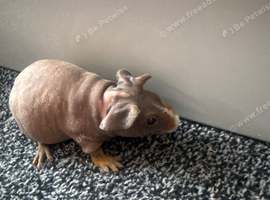 1 Male and 1 Female Guinea Pig