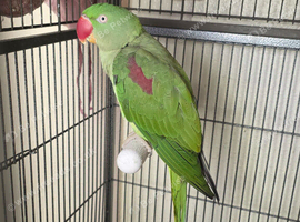 Pair of alexandrine parrots