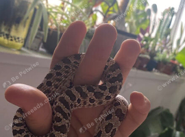 Adult male western hognose Viv included