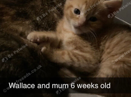 10 week old kittens