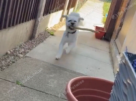 Lhasa apso