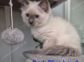 RAGDOLL KITTEN