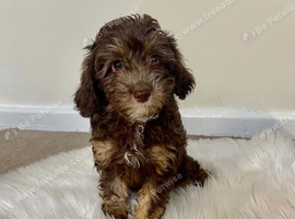 Gorgeous Cavapoo Puppies