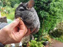 Ebony Hetro dark male