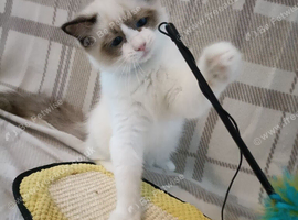 Ready Active kittens of Champion Status dad