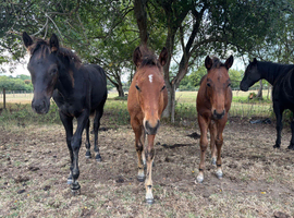 2026 foals enquiries QH and QH x