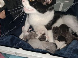 Kittens for sale