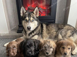 Beautiful husky x pomeranians