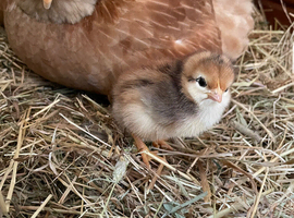 Chickens, laying hens, broody, chicks
