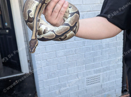rescused snakes needing a new home
