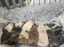 English bulldog puppies